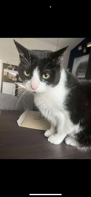 chat reunited   69210 Bully Maki