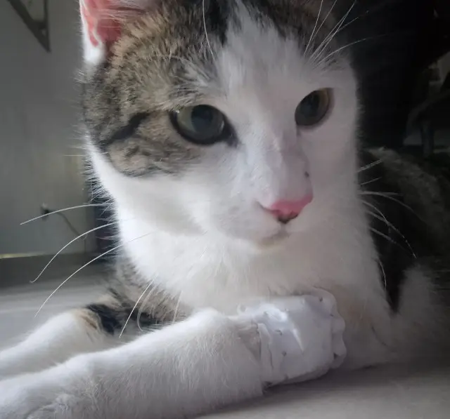 chat reunited   69440 Taluyers Mew
