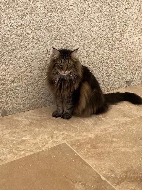 chat reunited   69360 Communay Nambi