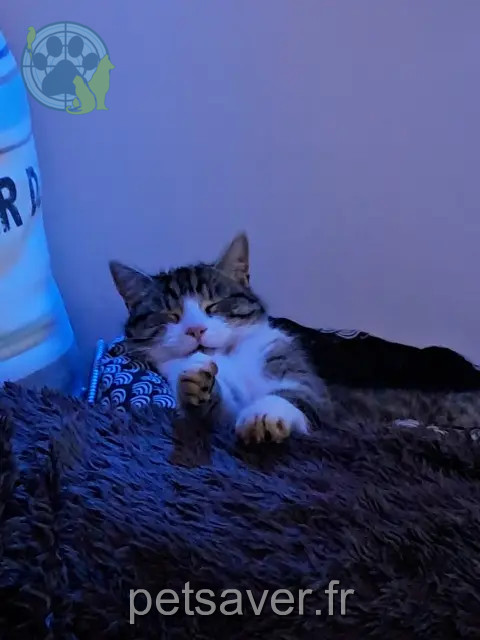 gato reunido 69640 Ville-sur-Jarnioux Neo gato reunited 69640 Ville-sur-Jarnioux Neo