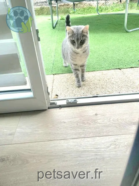 chat reunited 69830 Saint-Georges-de-Reneins Nuage