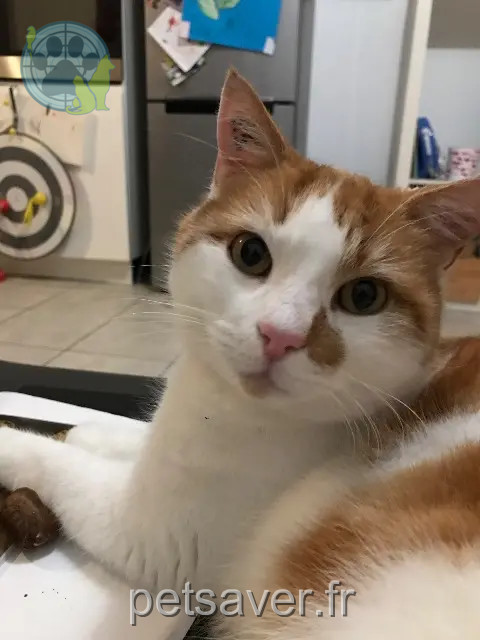 chat reunited 69620 Saint-Vérand Paprika