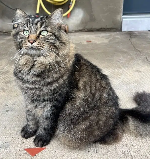 chat reunited   69510 Messimy Pixel