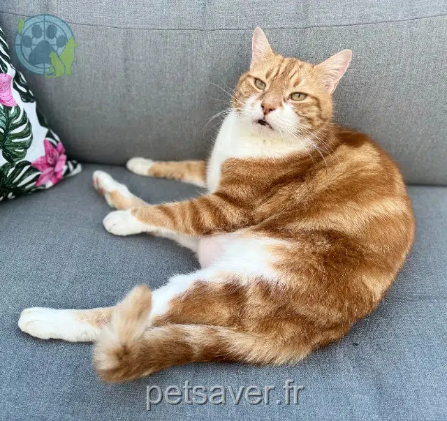 Kater reunited   69510 Rontalon Rodédé