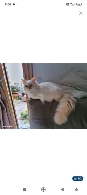 chat reunited   69210 Saint-Germain-Nuelles Tigrou