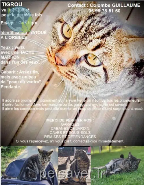 chat reunited 69220 Cercié Tigrou