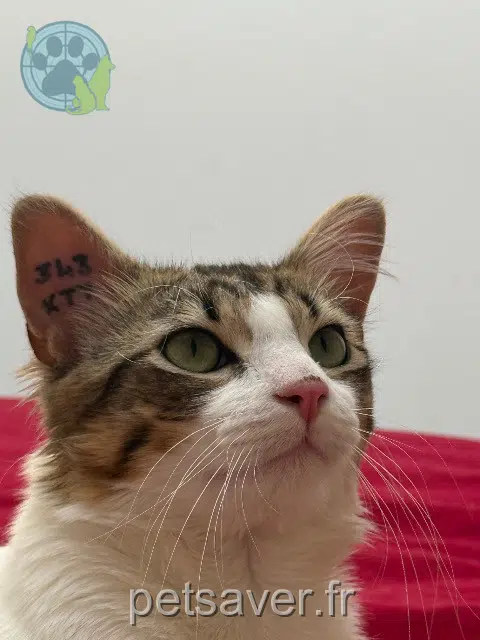 chat reunited 69170 Tarare Touka