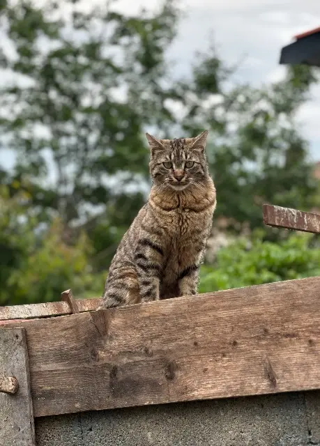 chat reunited   69440 Mornant Ulyo