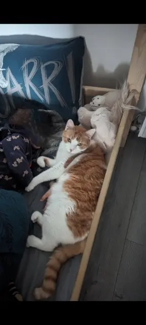 chat reunited   69620 Val d'Oingt Rox