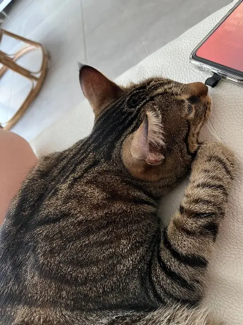 chat reunited   69620 Val d'Oingt Tornade