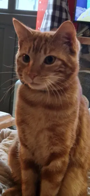chat reunited   69430 Beaujeu Whisky