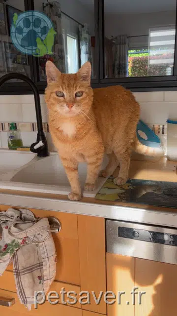 chat reunited   69290 Craponne Bidule