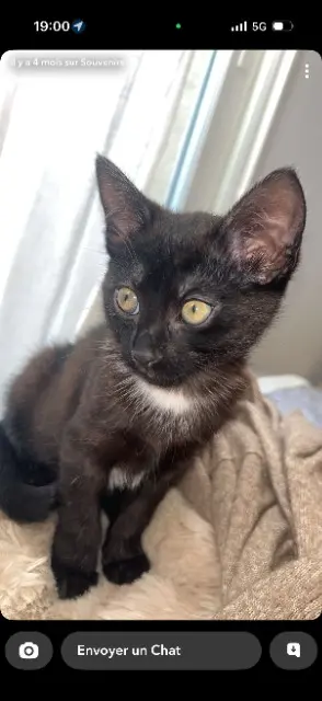 chat reunited   69140 Rillieux-la-Pape Caramel