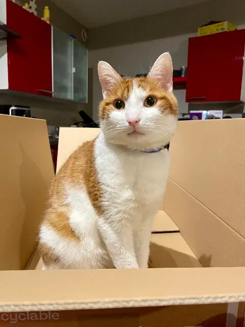 chat reunited   69800 Saint-Priest Diego