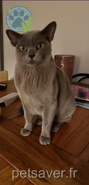 chat reunited 69800 Saint-Priest Dior