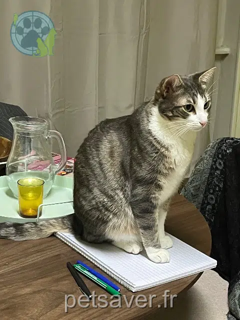 chat reunited 69800 Saint-Priest Eden
