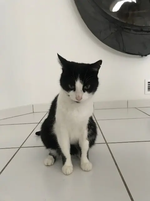 chat reunited   69780 Mions Felix
