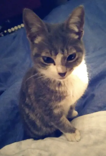 chat reunited   69320 Feyzin Grims