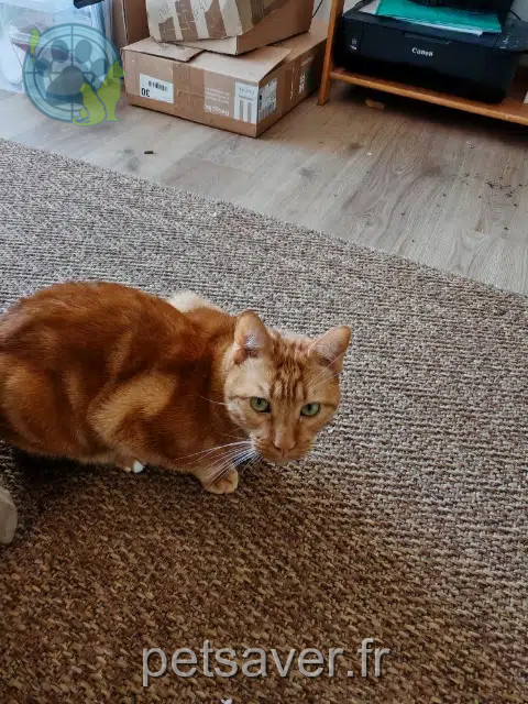 chat reunited   69300 Caluire-et-Cuire Gus