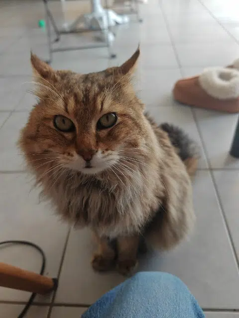 chat reunited   69200 Vénissieux Hélios