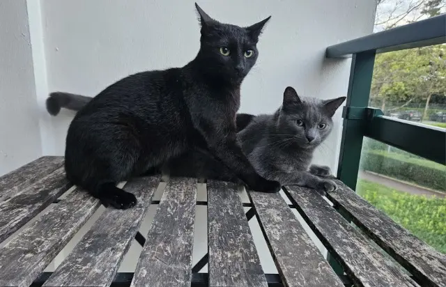 chat reunited   69260 Charbonnières-les-Bains Johnny