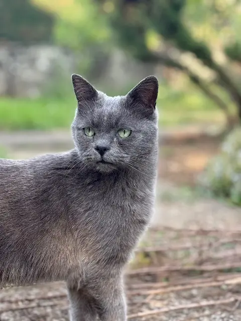 chat reunited   69800 Saint-Priest Kway