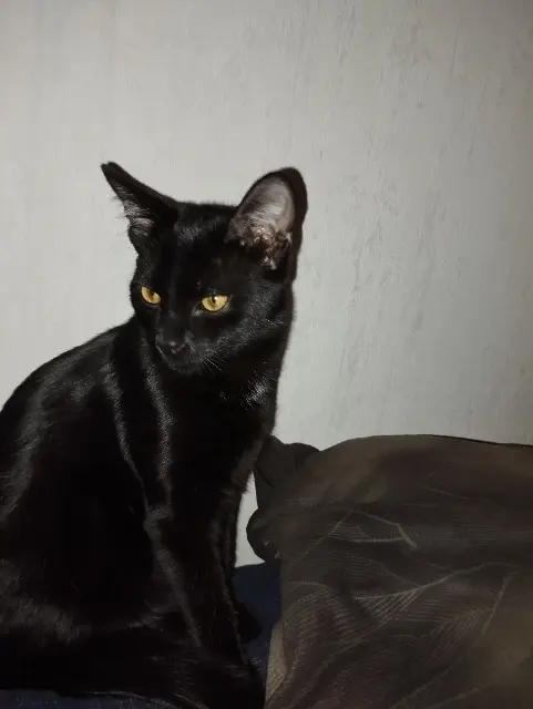 chat reunited    Lyon Aruka