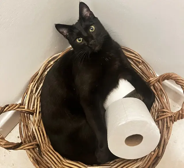 chat reunited    Lyon Chaya