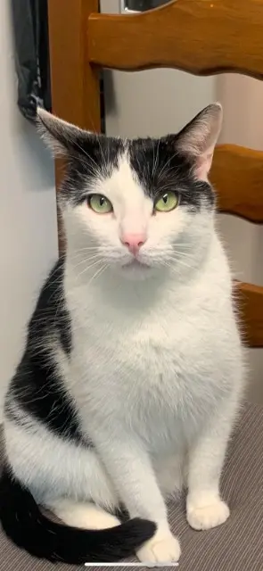 chat reunited    Lyon Dada