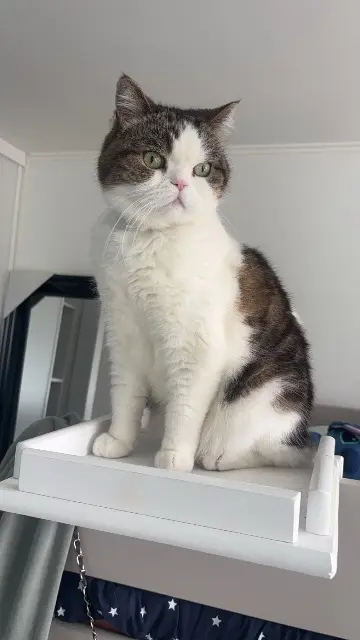 chat reunited    Lyon Filou
