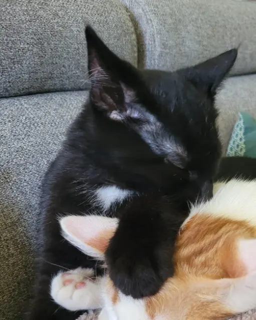 chat reunited    Lyon Gon