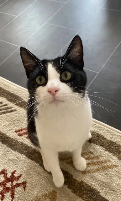 chat reunited    Lyon Gustave