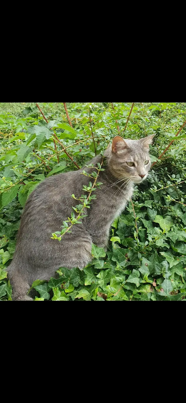 Chat Perdu 69M Métropole de Lyon Lyon - Jack Chat Perdu 69M Métropole de Lyon Lyon - Jack