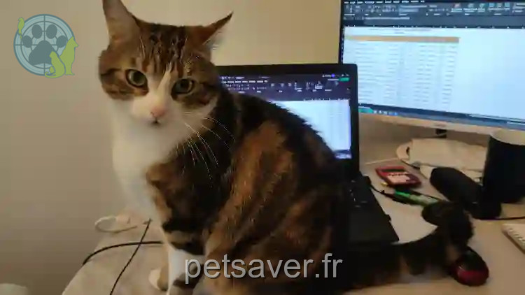 Chat Trouvé 69M Métropole de Lyon Lyon - Loki Chat Trouvé 69M Métropole de Lyon Lyon - Loki