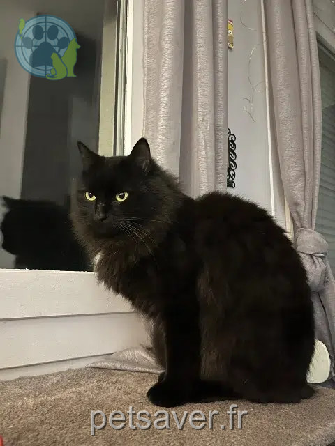 chat reunited    Lyon Lunar