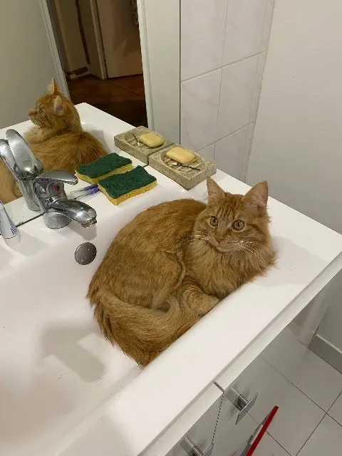 chat reunited    Lyon Marius