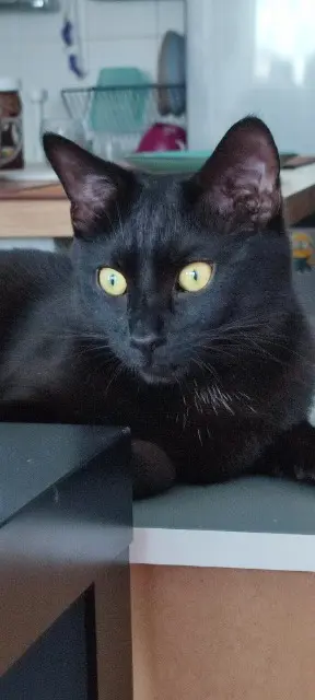 chat reunited    Lyon MICHOU VIVENDI