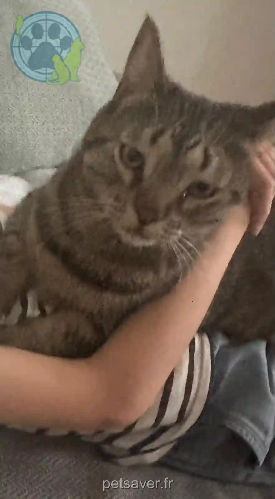 Chat Perdu 69M Métropole de Lyon Lyon - Milo