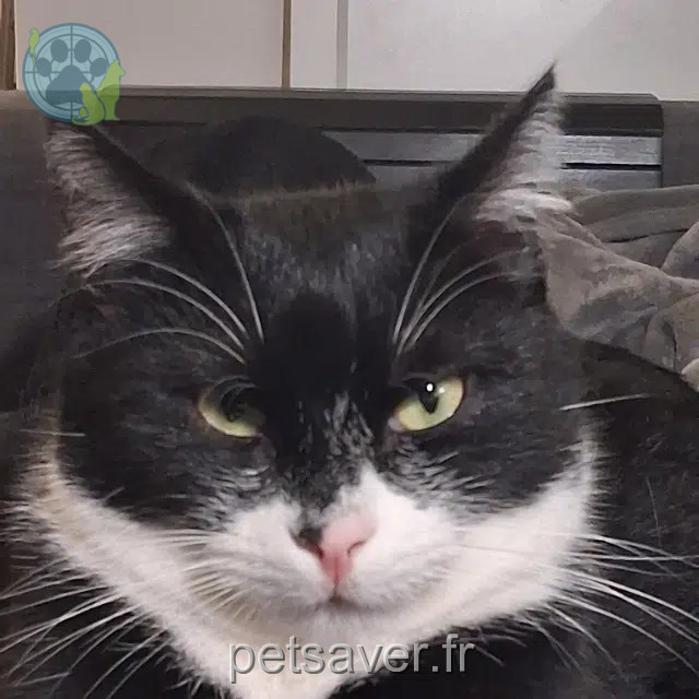 kater reunited Lyon Neko
