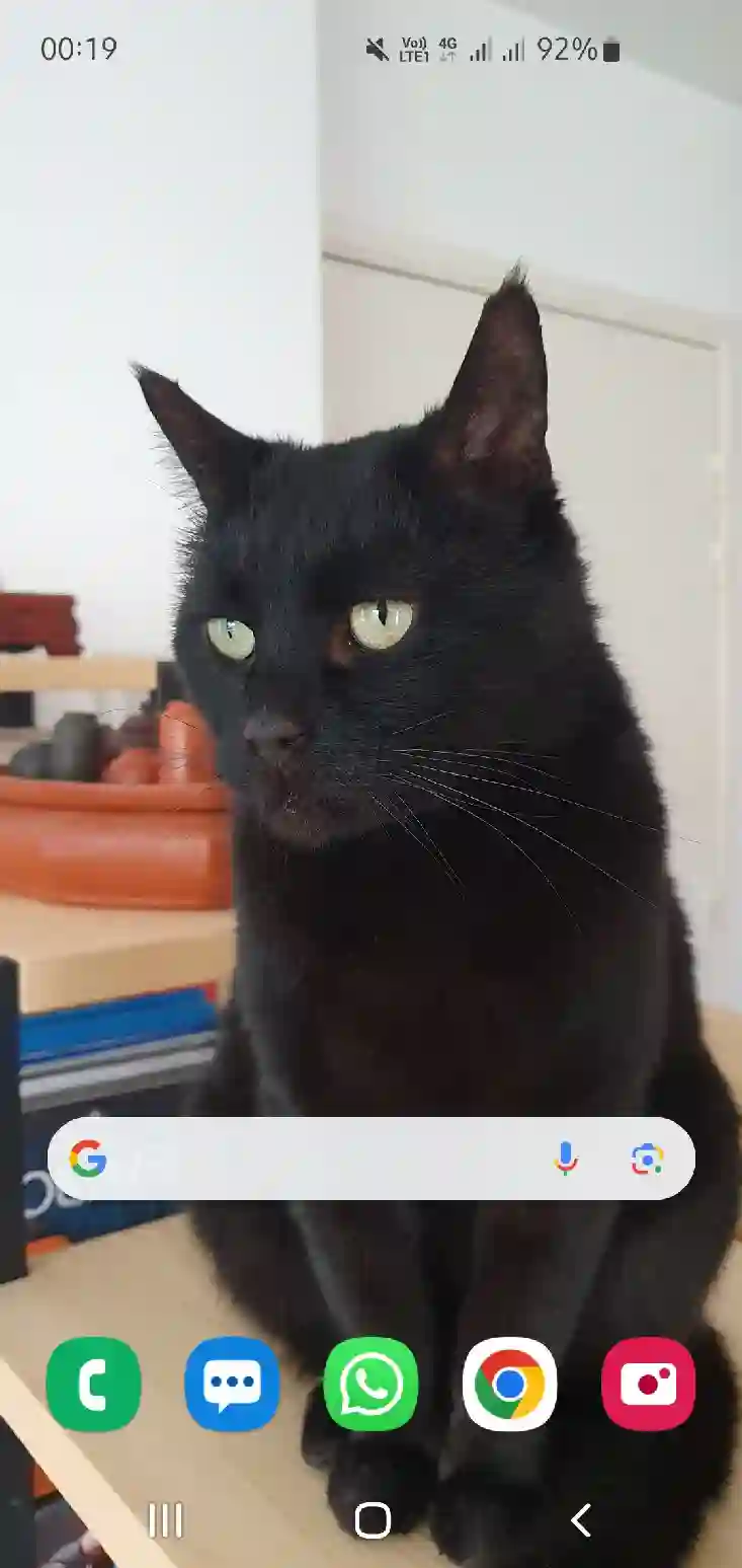Chat Trouvé 69M Métropole de Lyon Lyon - Niouk Chat Trouvé 69M Métropole de Lyon Lyon - Niouk