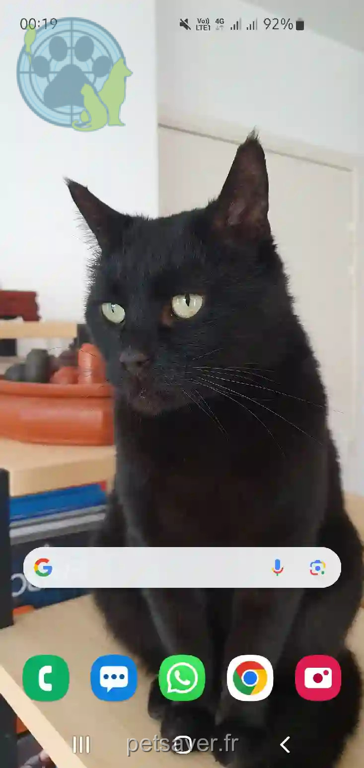 Chat Trouvé 69M Métropole de Lyon Lyon - Niouk Chat Trouvé 69M Métropole de Lyon Lyon - Niouk