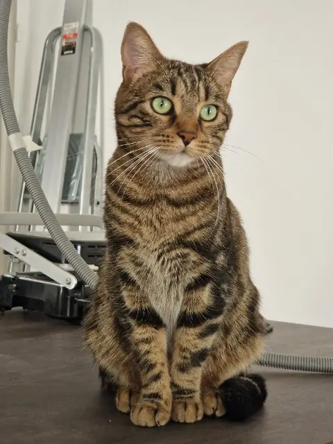 chat reunited    Lyon Orion