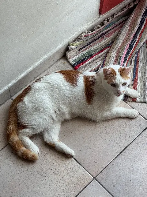 chat reunited    Lyon Orson
