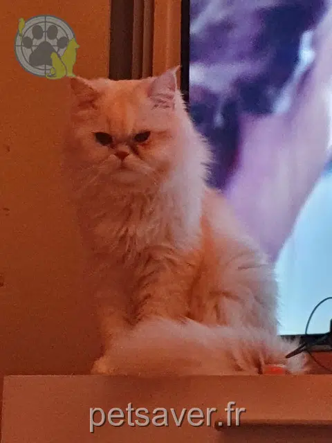 chat reunited Lyon Painnecak