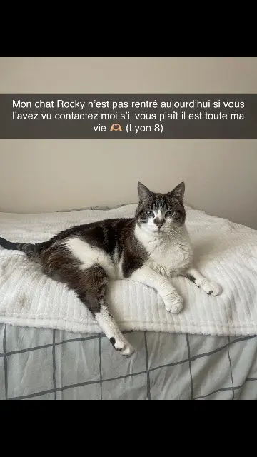 chat reunited    Lyon Rocky