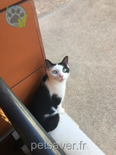 gatto reunited    Lyon Ronron