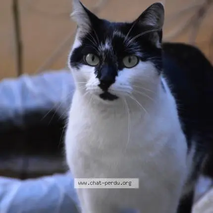 chat reunited 13 Rue de l'Oiselière 69009 Lyon Sergio