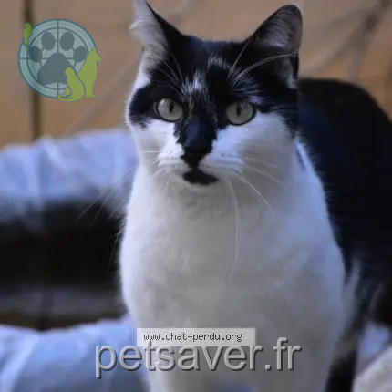 kater teruggevonden 13 Rue de l'Oiselière 69009 Lyon Sergio kater reunited 13 Rue de l'Oiselière 69009 Lyon Sergio