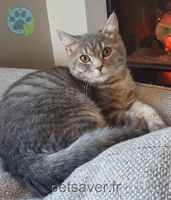 chat reunited Lyon Sherlock