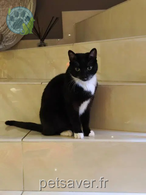 chat reunited    Lyon Socks